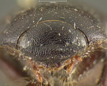 Media type: image;   Entomology 24806 Aspect: head frontal view